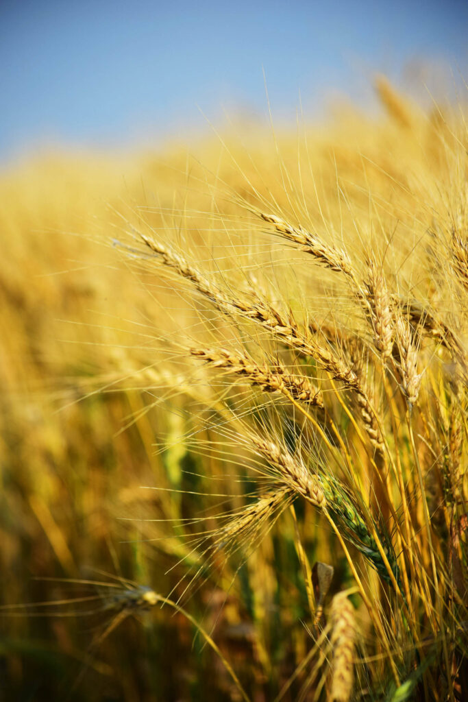 Wheat fields with zinc acid organic fertilizer