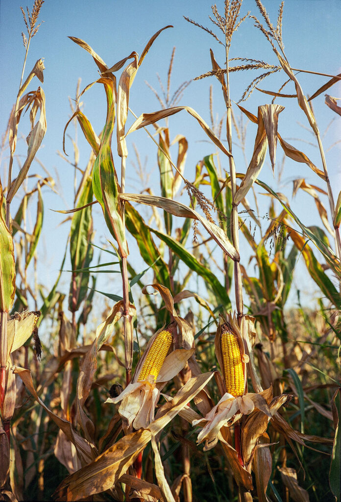 Two Corn Cobs in a Field